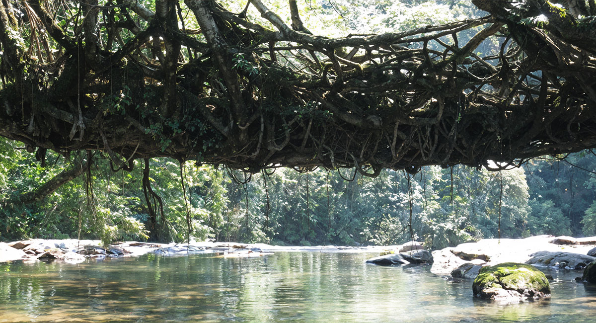 Living Root Bridges of Odisha
