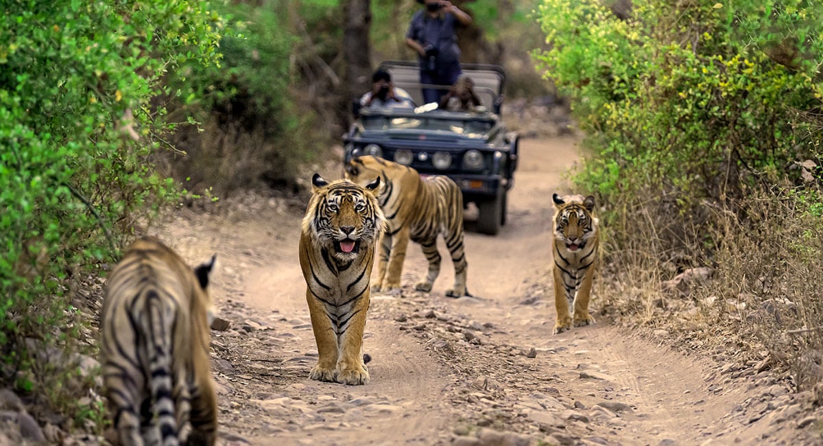 Wildlife Safari in Odisha