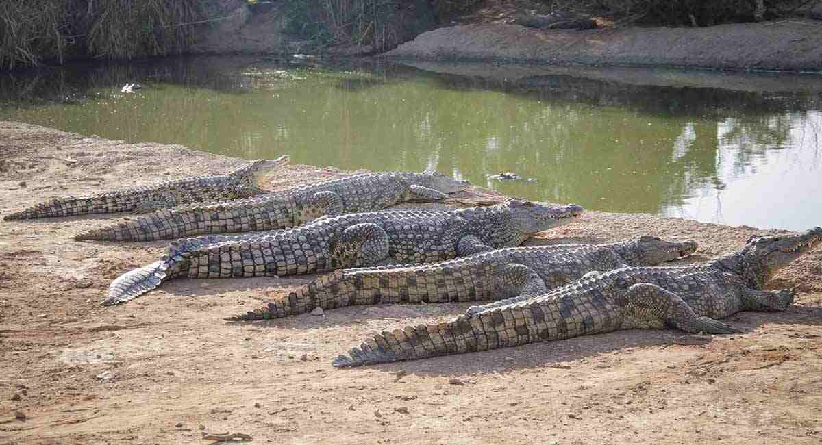 Tikarpada Crocodile Sanctuary